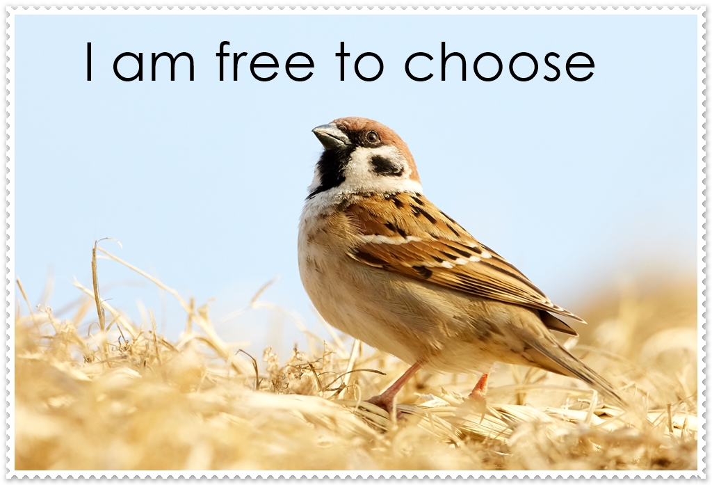 I’m As Free As A Bird